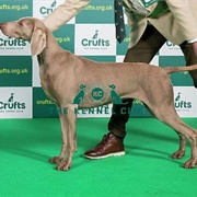 Weimaraner
