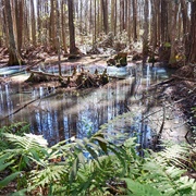 Osceola National Forest, FL