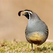 Quail