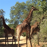 Dikhololo Game Park South Africa