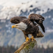 Northern Bald Eagle