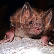 Vampire Bat