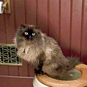 Mr. Jinx (Meet the Parents, 2000)