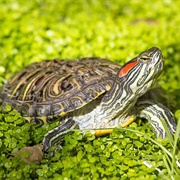 Red Eared Slider Turtles
