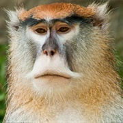 Patas Monkey
