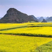 Canola Flower Fields