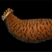 Northern Sea Cucumber