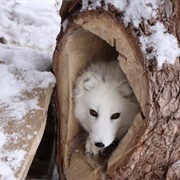 Wolf Mountain Nature Center