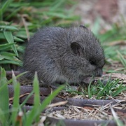 Broad-Toothed Mouse