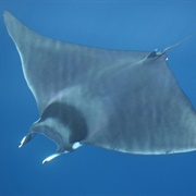 Devil Ray