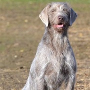 Slovakian Rough Haired Pointer