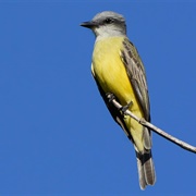 Couch's Kingbird