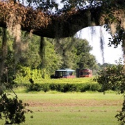 Charleston Tea Plantation