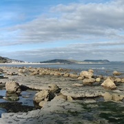 The Glowing Clams of Great Britain