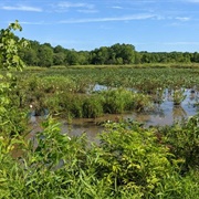 Jackson M. Abbott Wetland Refuge