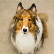 Rough Collie