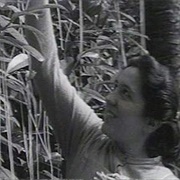 The BBC Spaghetti Tree