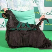 Spaniel (American Cocker)