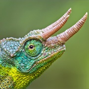 Jackson's Horned Chameleon
