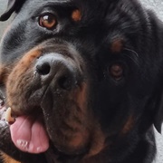 Rottweiler