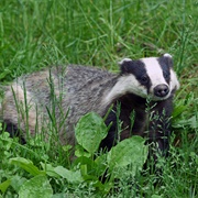 Eurasian Badger
