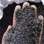 Noog (Guizotia Abyssinica)