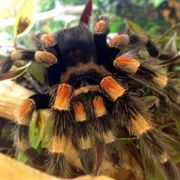 Red Kneed Tarantula