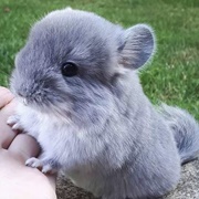 Baby Chinchilla