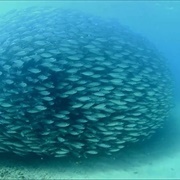 School of Fish