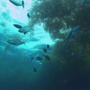 S12.E3: Crazy Fights, Snake Dinners