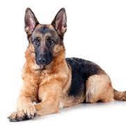 German Shepherd Dog