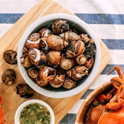 Dog Conch (Laevistrombus Canarium)