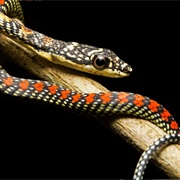 Paradise Flying Snake