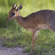 Kirk's Dik-Dik