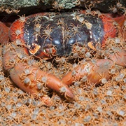 Christmas Island Red Crabs