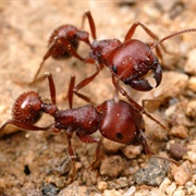 Harvester Ant