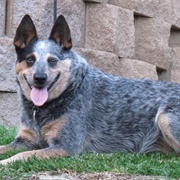 Australian Cattle Dog