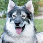Northern Inuit