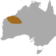 Rory Cooper's False Antechinus