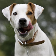 Parson Russell Terrier