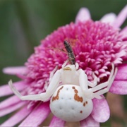 Goldenrod Crab Spider