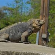 Cuban Ground Iguana