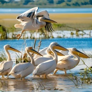 Danube Delta, Romania