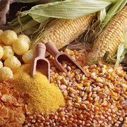 Maize