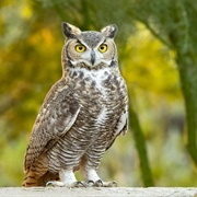 Horned Owl