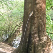 Pinkelbaum, Frankfurt, Germany