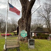 The Scythe Tree