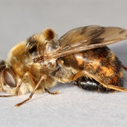 Horse Botfly