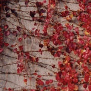 Tarentel - Paper White