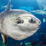 Sunfish